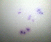 天井や壁面ボードに付いた紫色の変質汚れは残念ながら落ちません